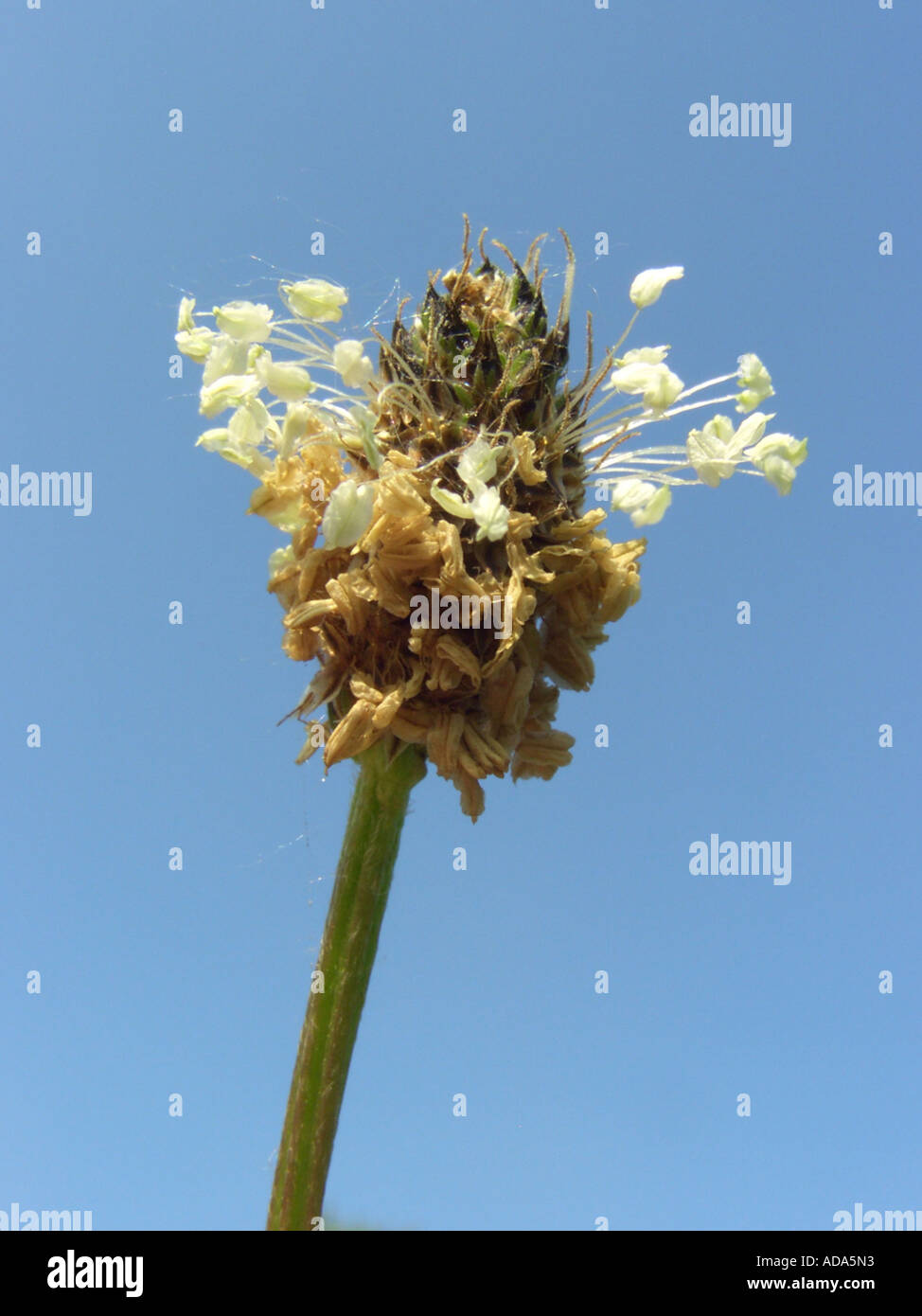 common plantain, great plantain, broadleaf plantain, nipple-seed plantain (Plantago major subsp. major), inflorescence against Stock Photo