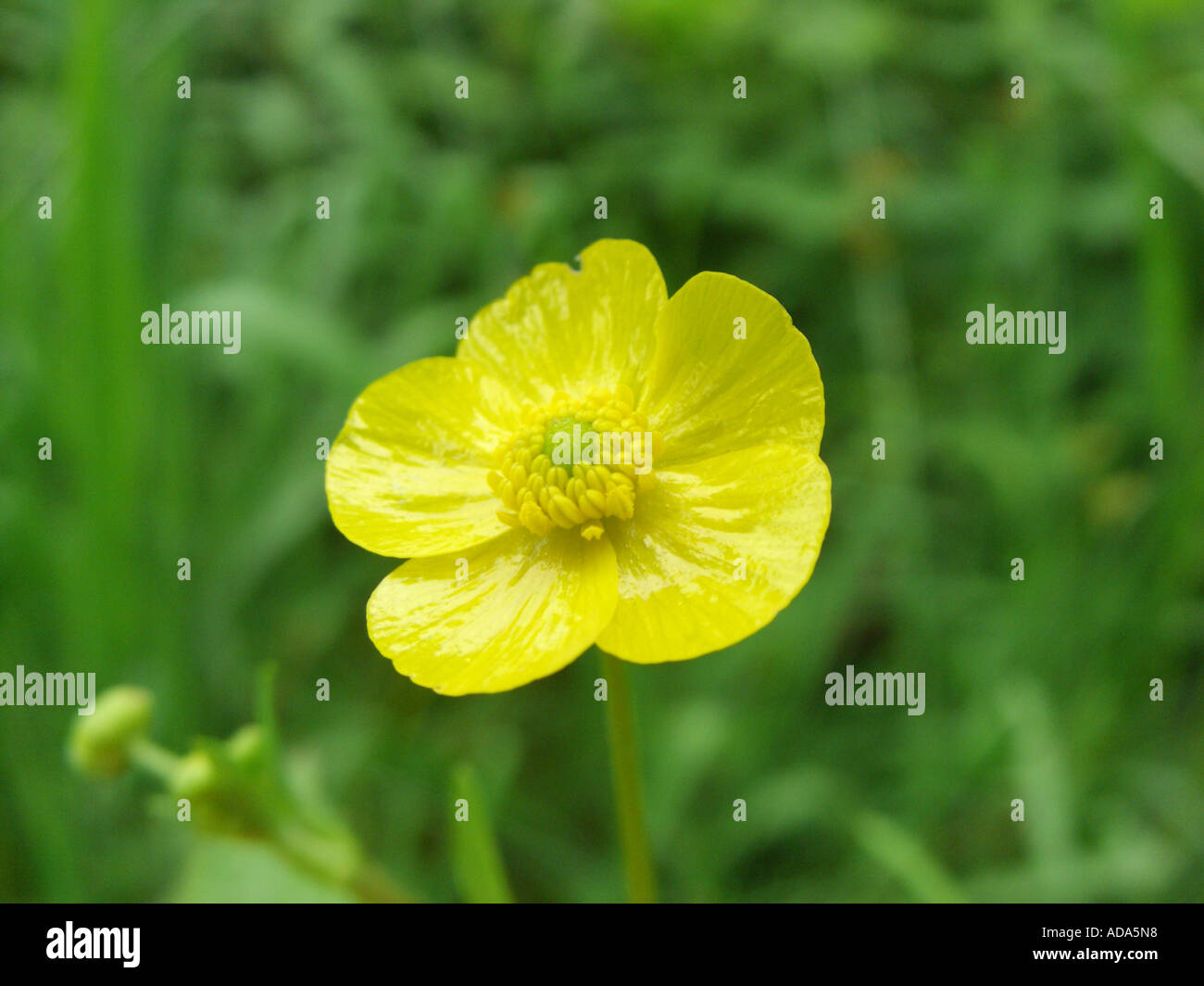 creeping buttercup, lesser spearwort (Ranunculus flammula), flower Stock Photo