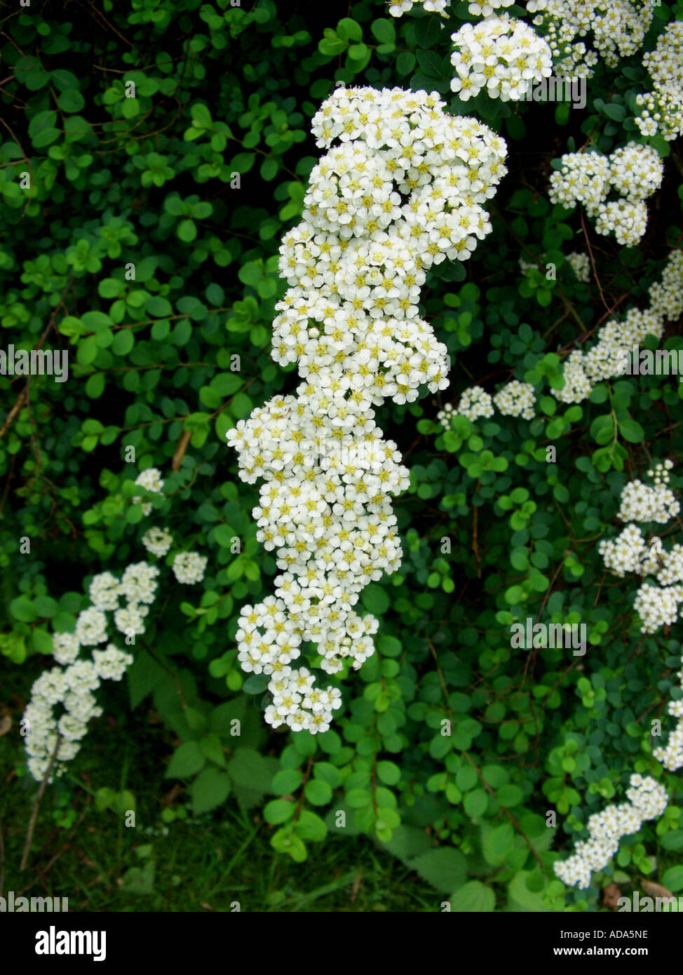 spirea, hybrid (Spiraea x vanhouttei, Spiraea vanhouttei), blooming twig Stock Photo