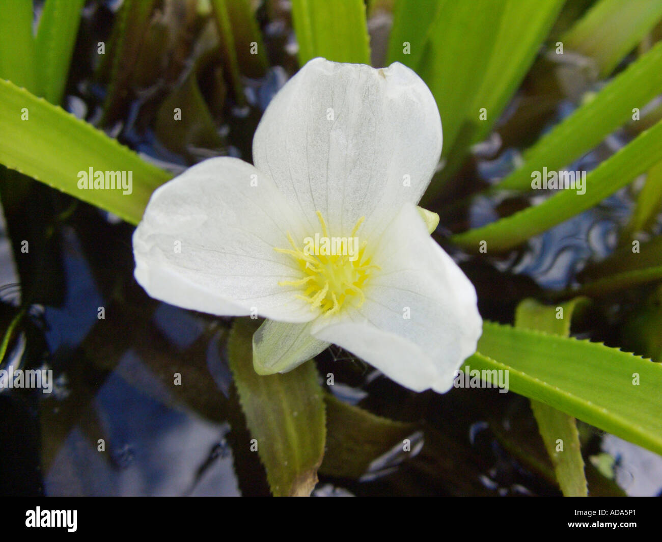 crab'sclaw, watersoldier (Stratiotes aloides), flower Stock Photo Alamy