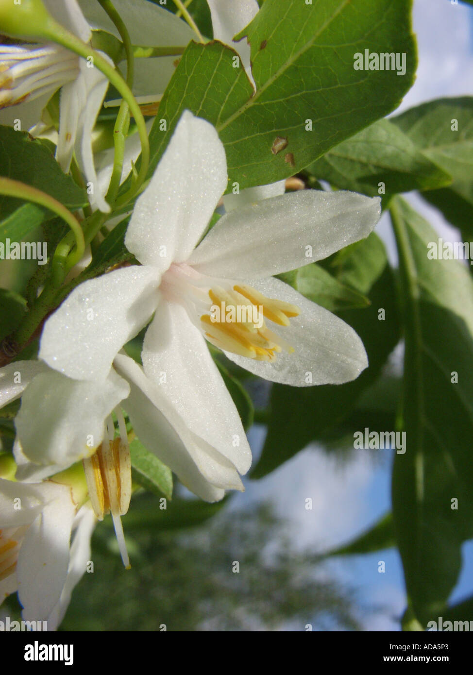 Japanese snowbell (Styrax japonicus, Styrax japonicum), single flower Stock Photo