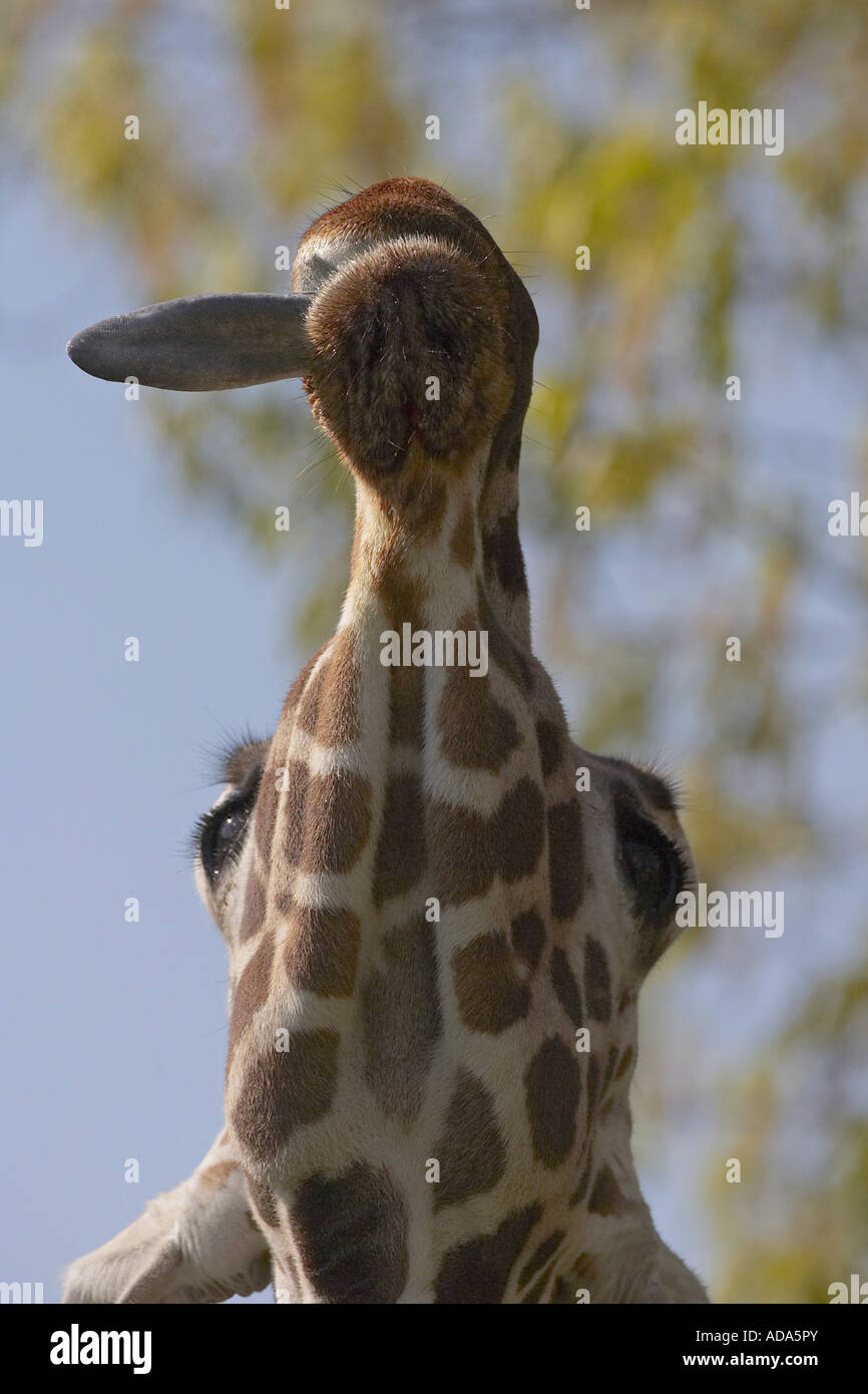 giraffe (Giraffa camelopardalis), searching leaves Stock Photo