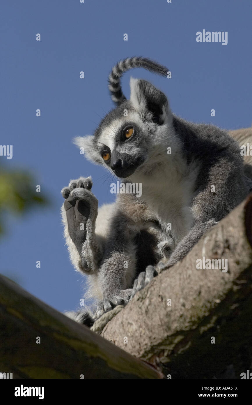 ringtailed lemur (Lemur catta), scratching Stock Photo Alamy