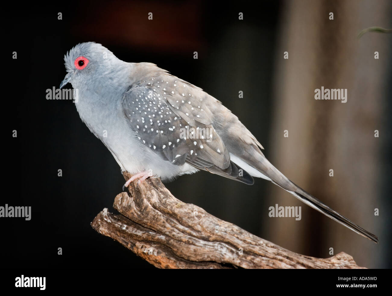 Diamond Dove (Geopelia cuneata Stock Photo Alamy