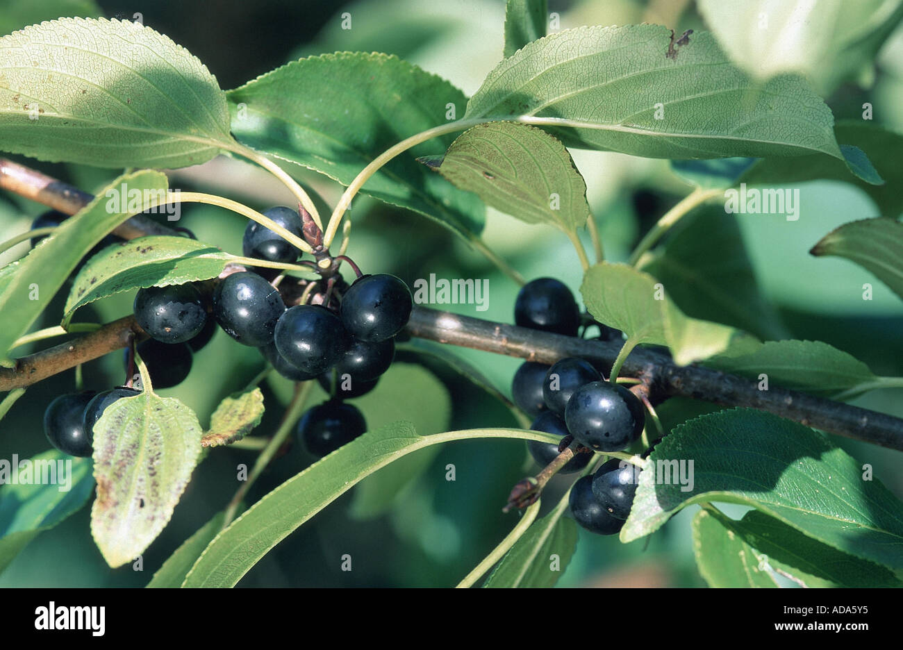 common buckthorn (Rhamnus catharticus), ripe fruits (drupes), feed plant of the brimstone, Germany Stock Photo