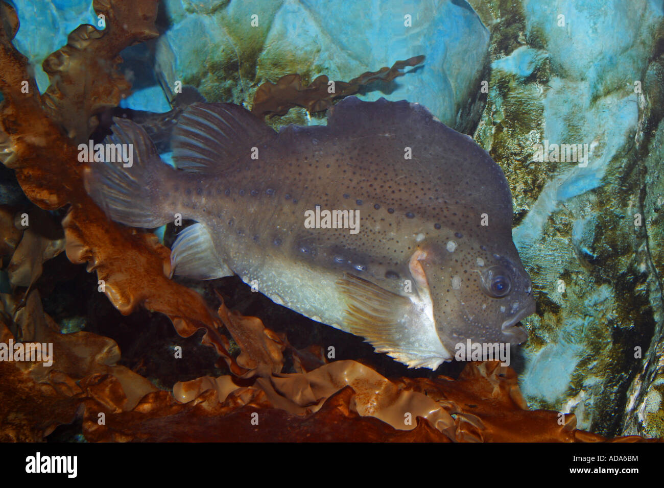 lumpsucker, lumpfish, hen-fish, henfish, sea hen (Cyclopterus lumpus) Stock Photo