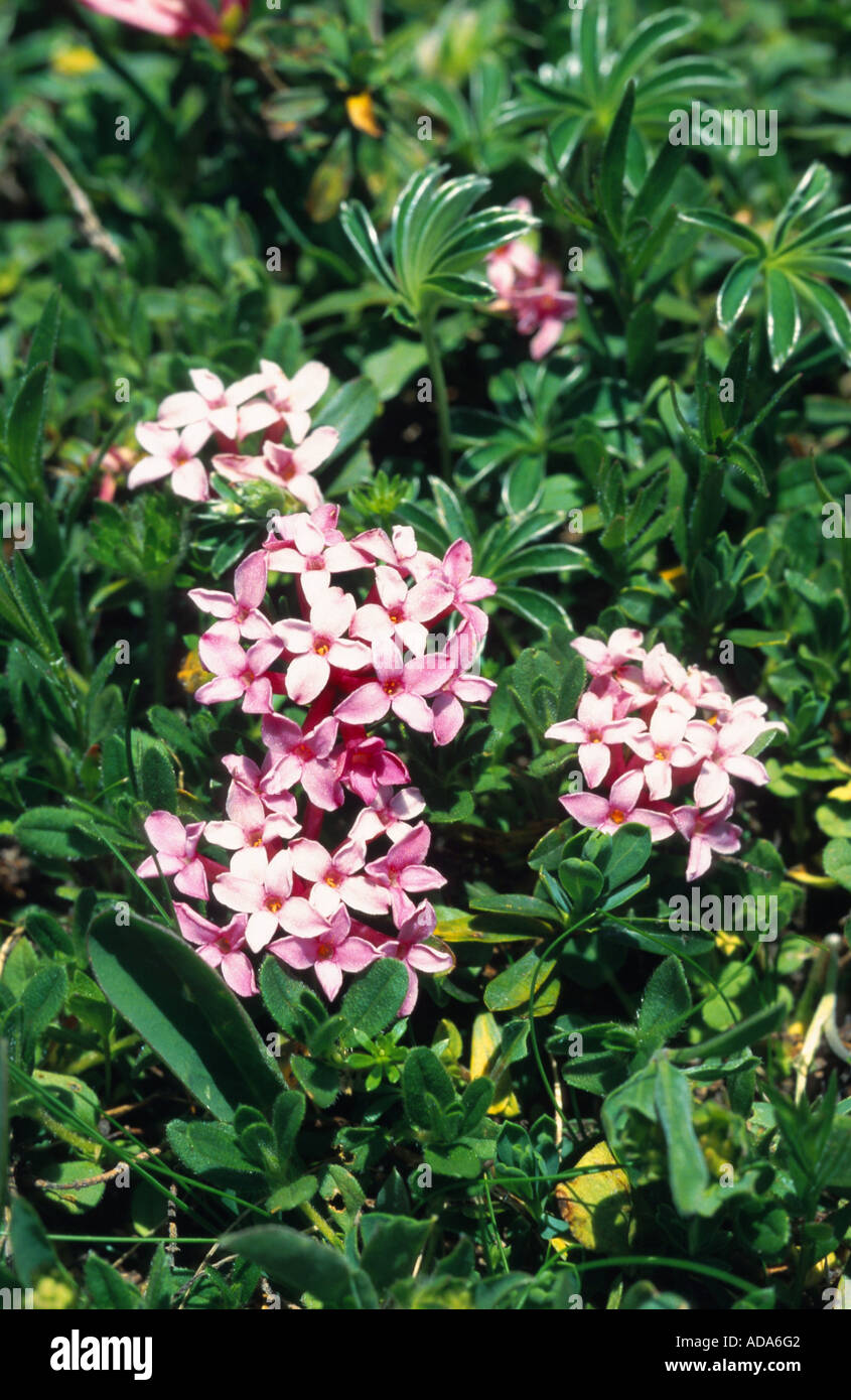 spurge laurel (Daphne striata), bloomimg, Switzerland, Graubuenden, Flims, Switzerland, Flims Stock Photo