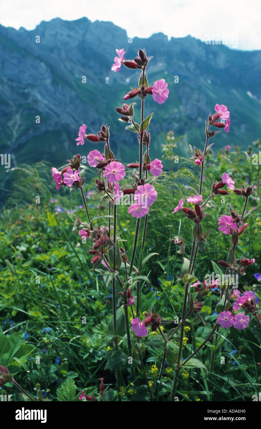 red campion (Silene dioica), blooming, Switzerland Stock Photo