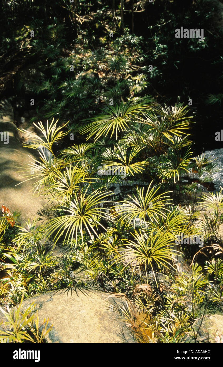 fern (Dipteris lobbiana), rheophytic species, Malaysia, Bako-Park Stock Photo
