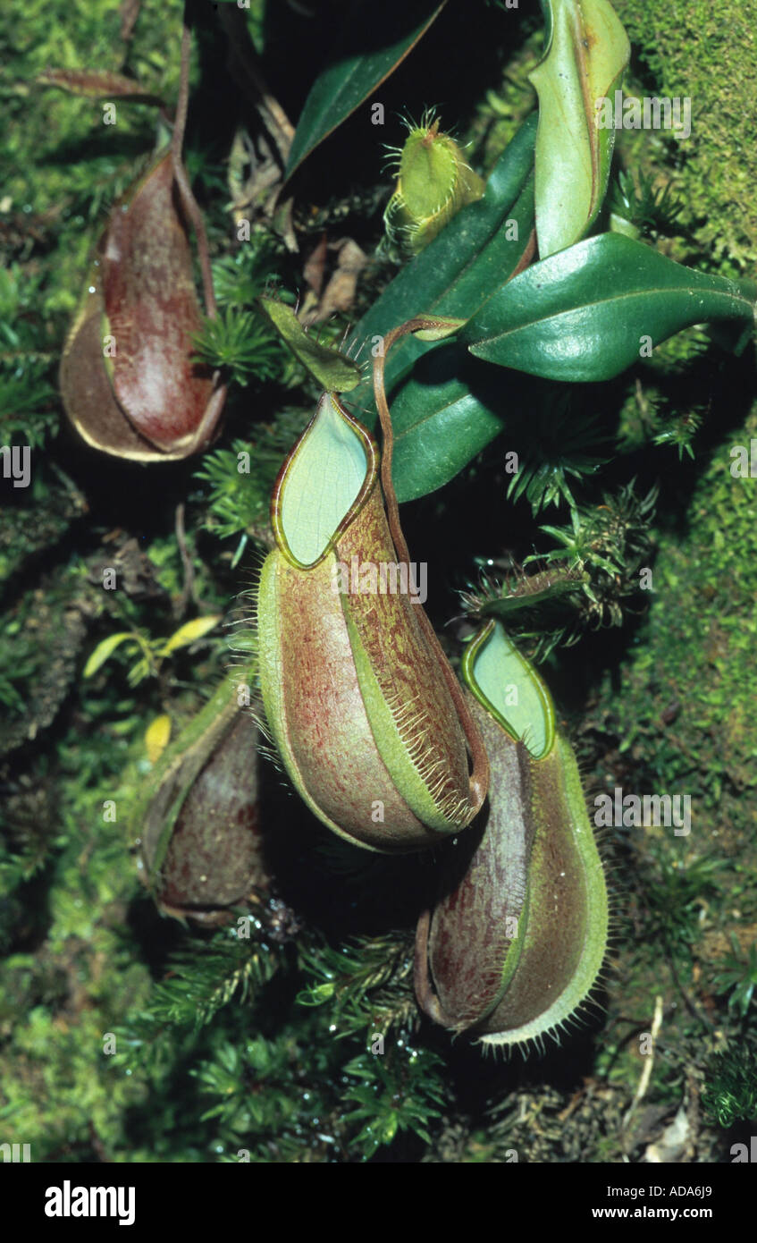 pitcher plant (Nepenthes tentaculata), tubular shaped leaves, Malaysia ...