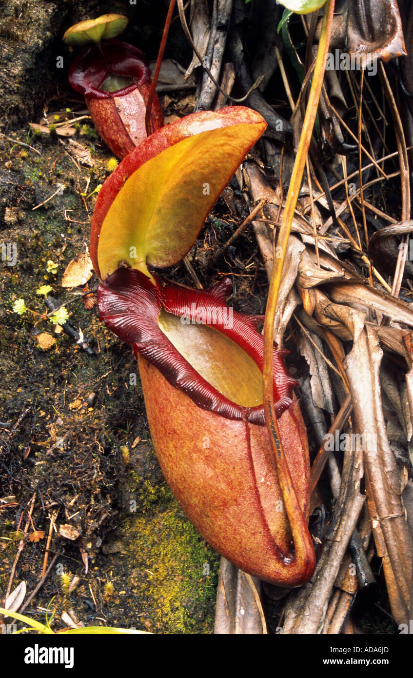 East indian pitcher plants hi-res stock photography and images - Alamy