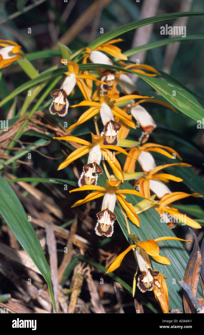 bamboo orchid (Arundina graminifolia), bloomimg, Malaysia, Borneo Stock Photo