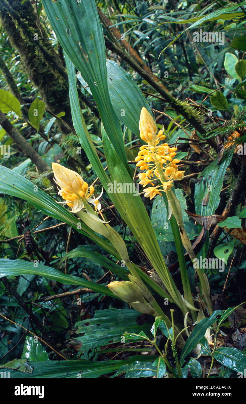 bamboo orchid (Arundina graminifolia), bloomimg, Malaysia, Borneo Stock Photo