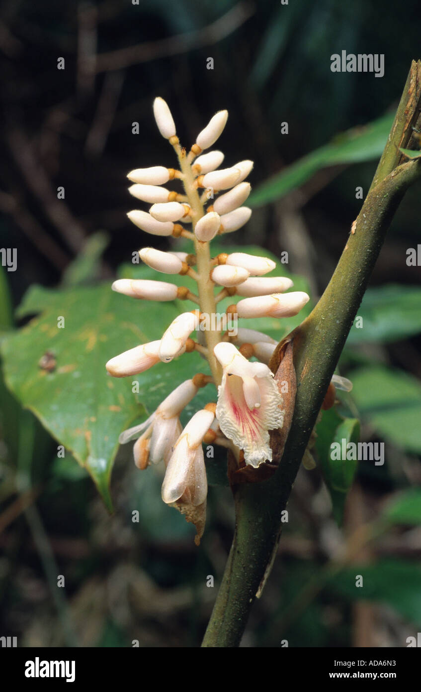 galangal (Alpinia havilandii), bloomimg, Malaysia, Borneo Stock Photo