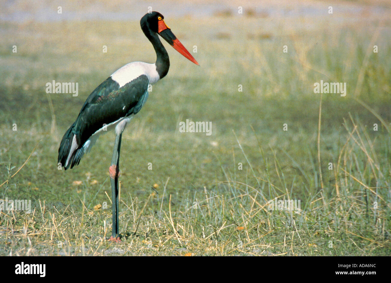 saddle-bill stork (Ephippiorhynchus senegalensis), standing in savanna, Botswana, Chobe NP Stock Photo