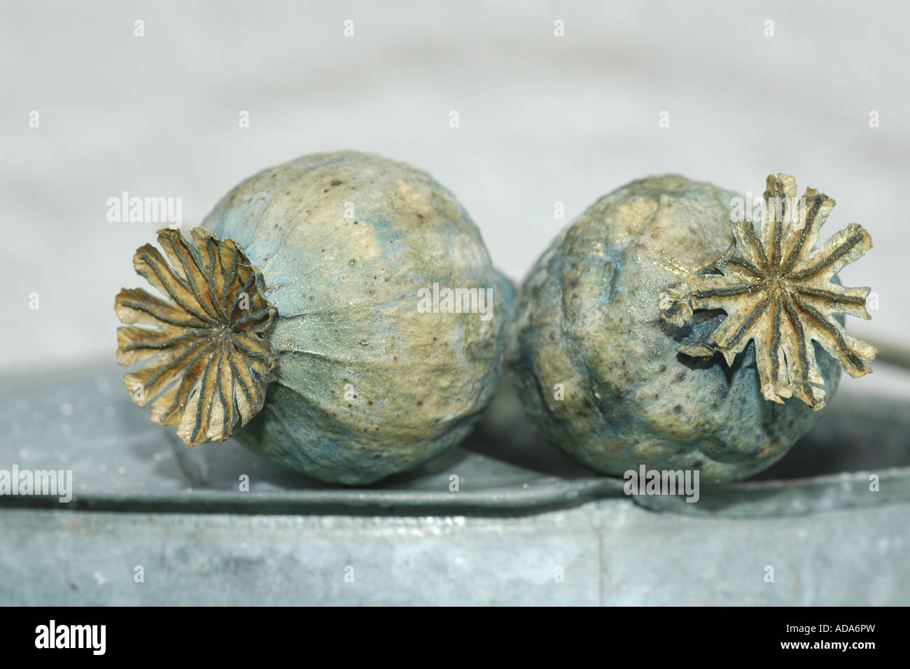 Mature opium poppy capsules papaver somniferum hi-res stock