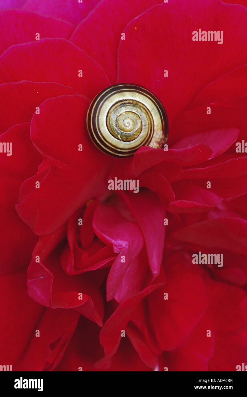 rose (Rosa spec.), Red Rose with a Snail Shell Stock Photo - Alamy