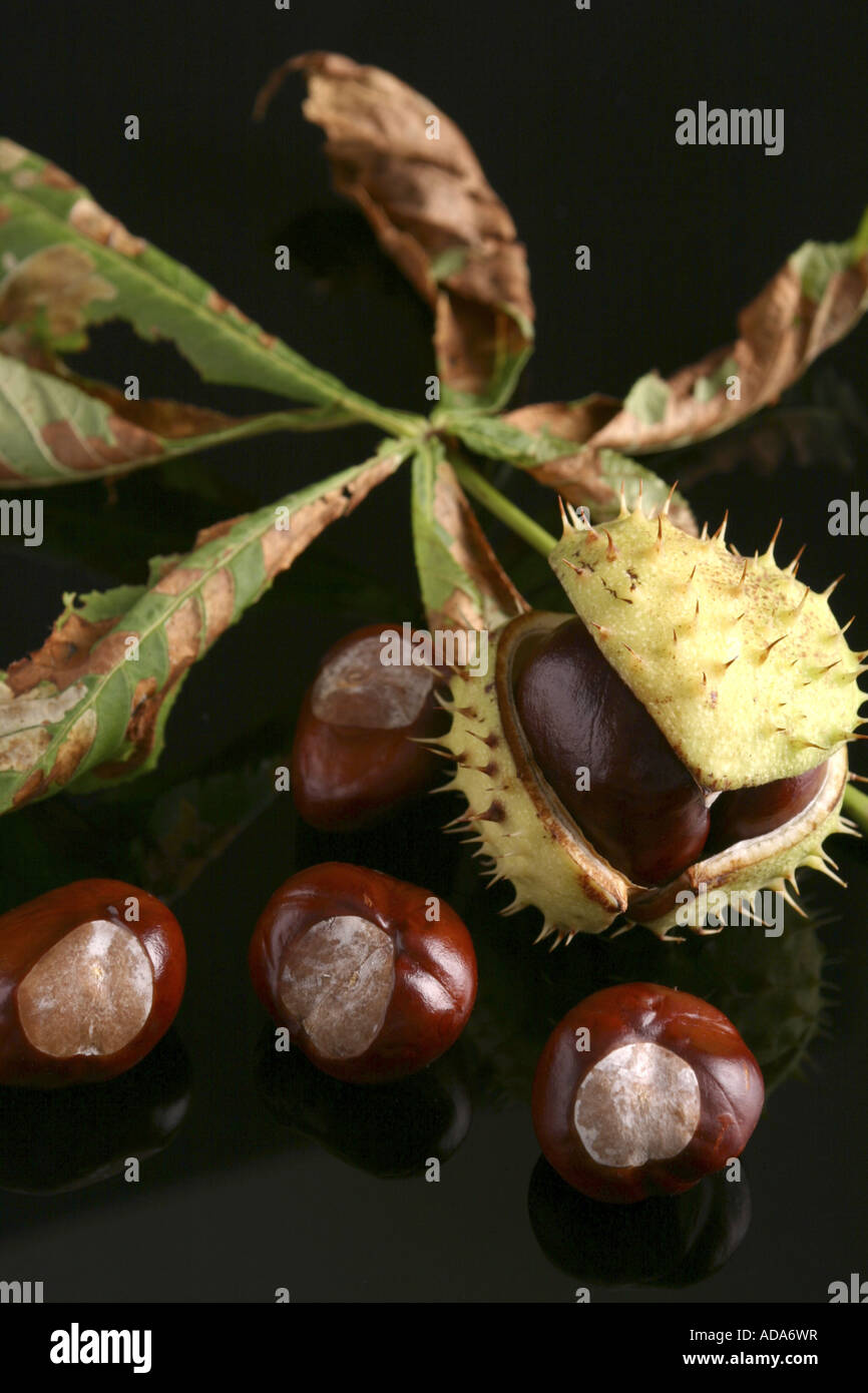 common horse chestnut (Aesculus hippocastanum), fruits Stock Photo Alamy