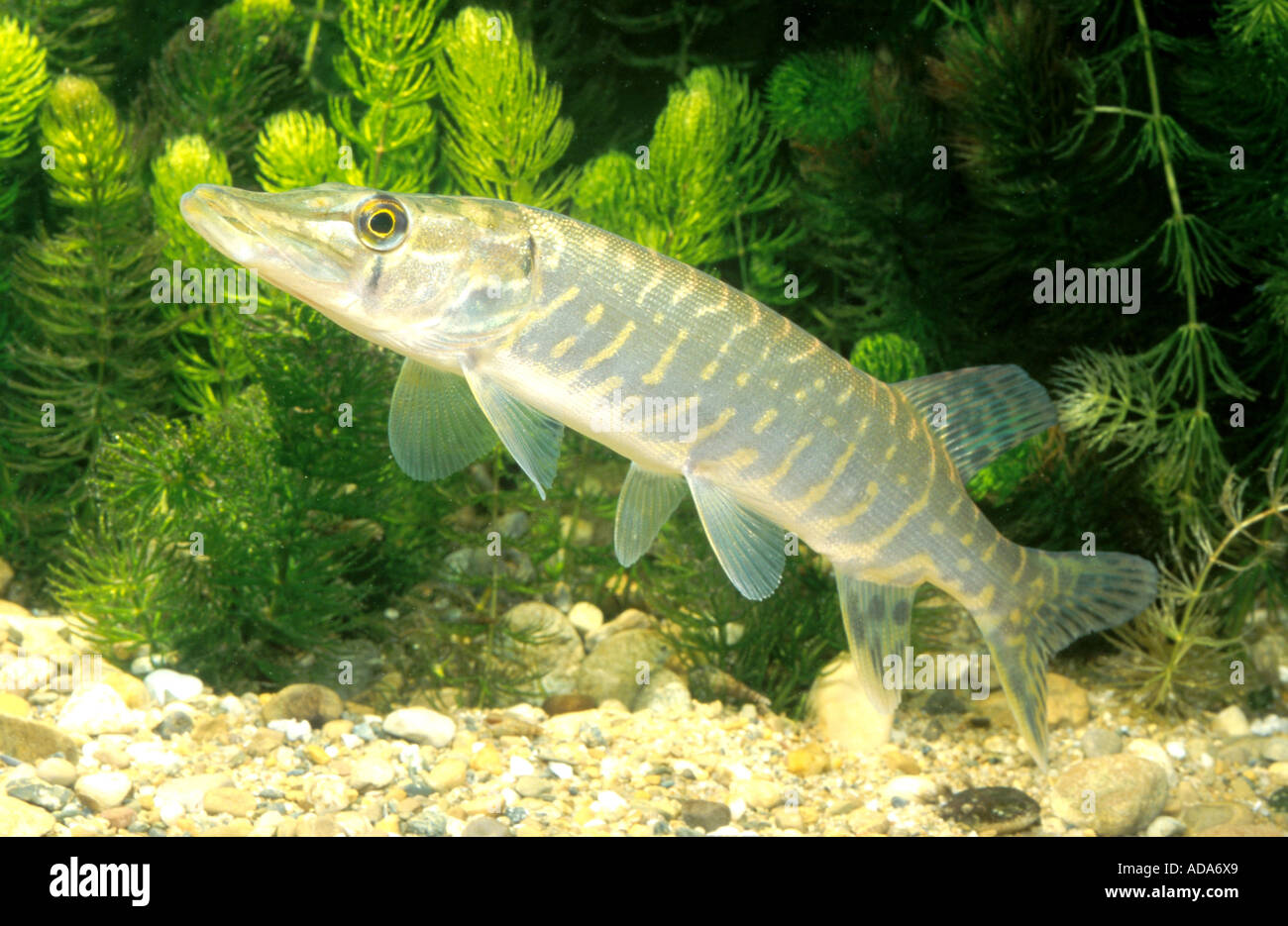 pike, northern pike (Esox lucius), underwater in front of water plant, Germany, Bavaria Stock Photo