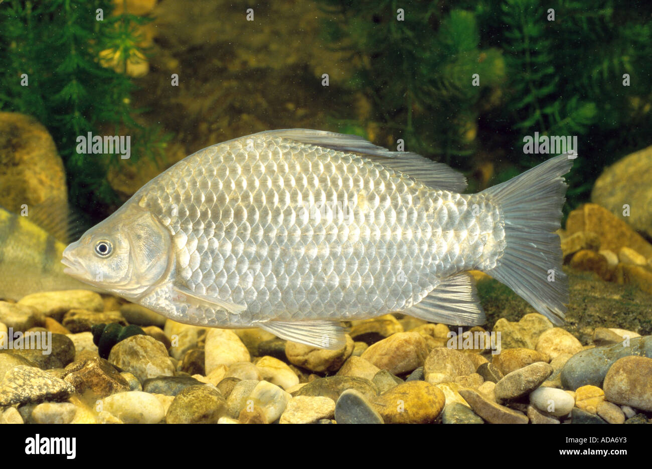 gibel carp, Prussian carp, German carp, Crucian carp (Carassius auratus