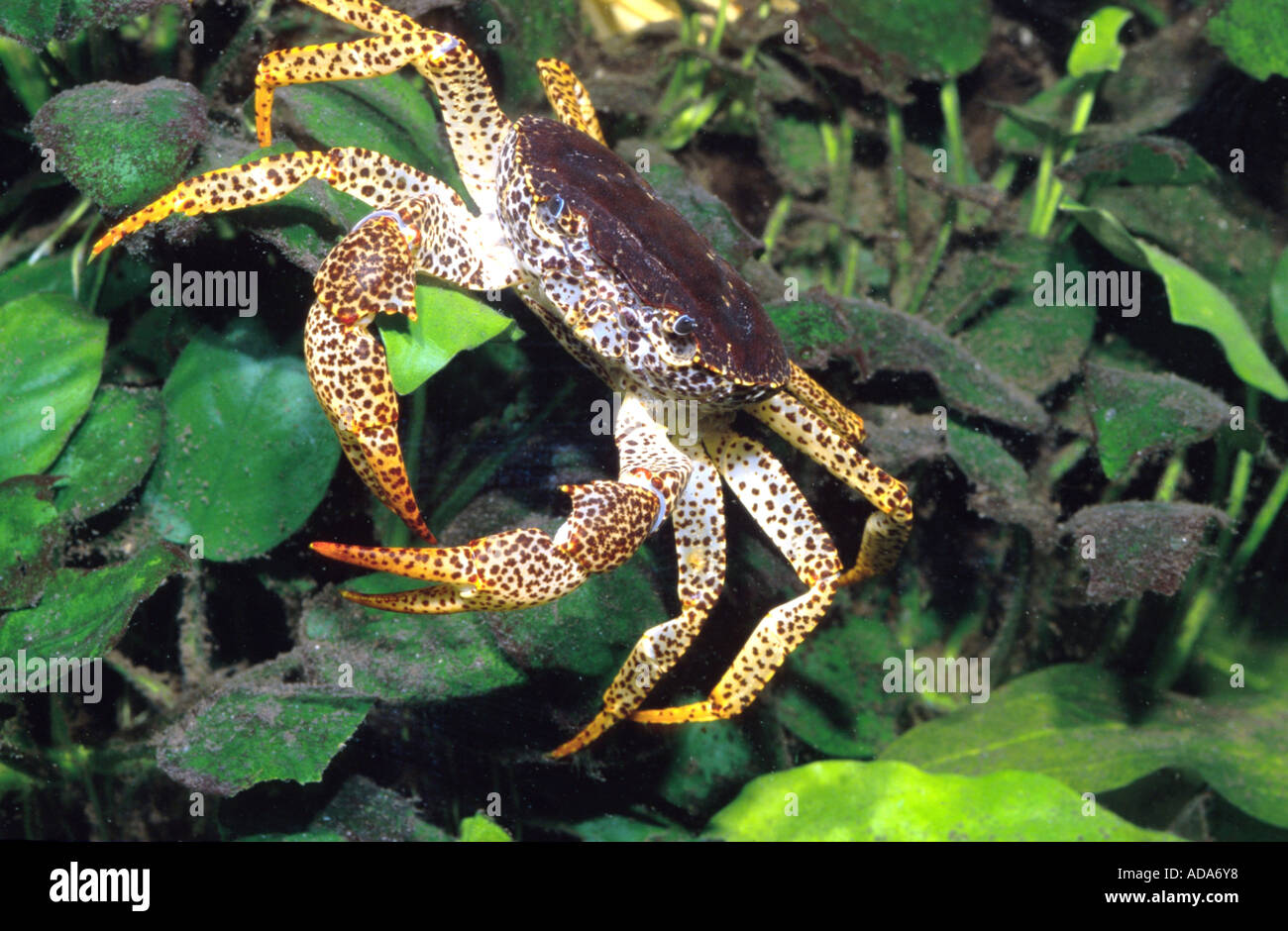 freshwater crab (Parathelphusa leopardus), walking over Anubias, Indonesia, Sulawesi Stock Photo