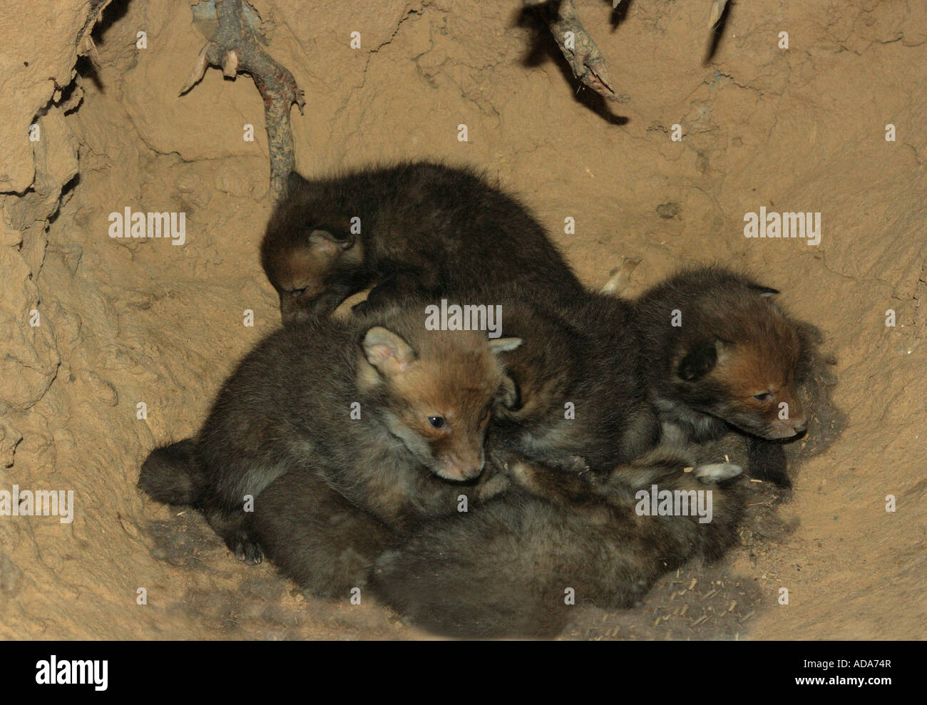 Week Old Fox Old fox hi-res stock photography and images - Alamy