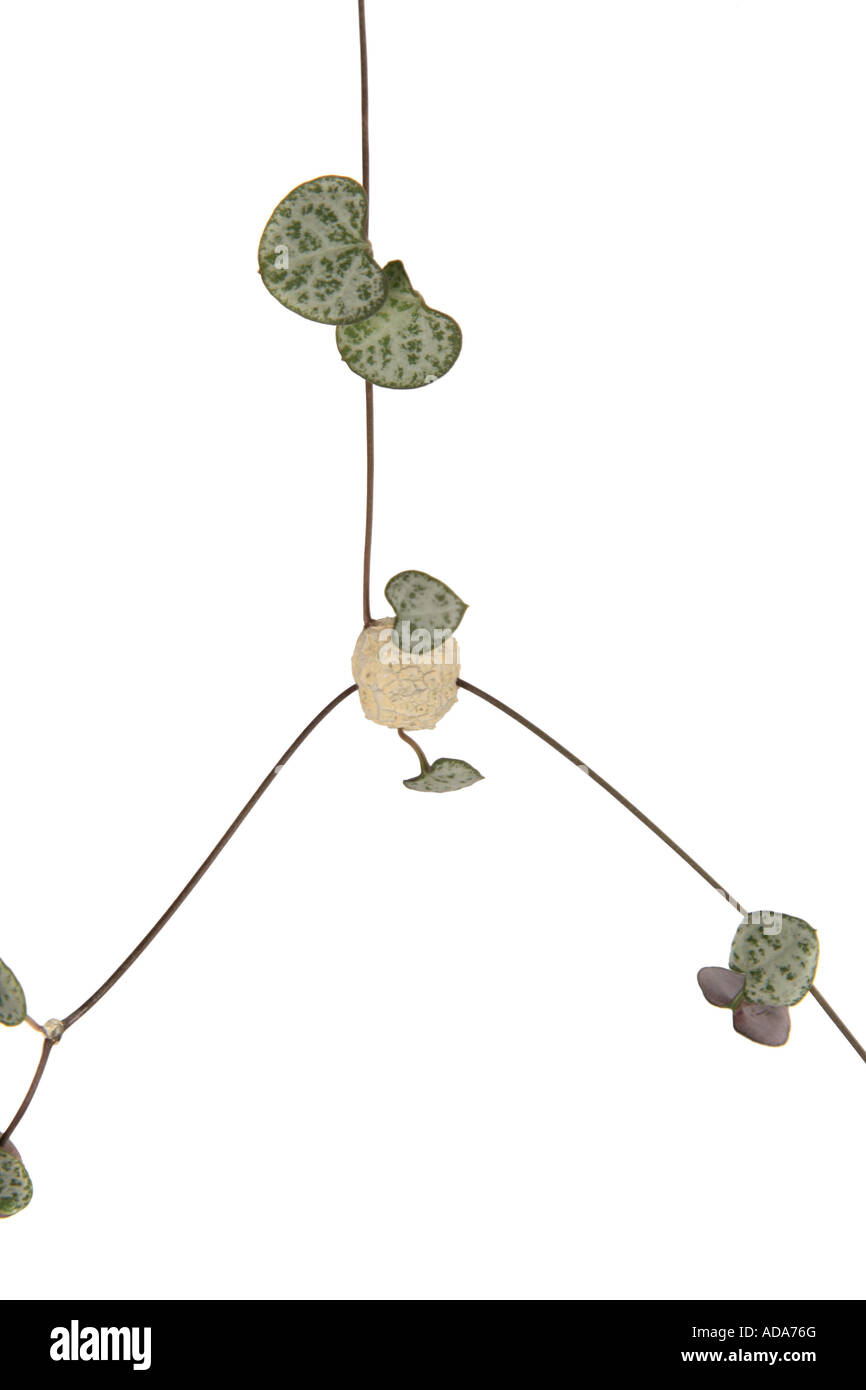 String of Hearts, Rosary Vine (Ceropegia woodii, Ceropegia linearis ssp. woodii), with storage bulb  at the sprout Stock Photo