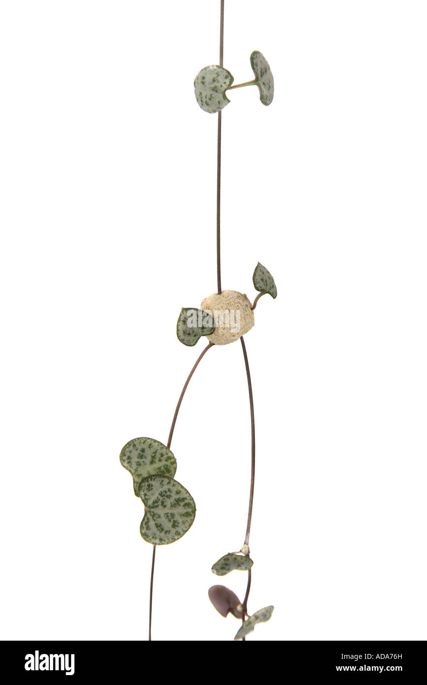 String of Hearts, Rosary Vine (Ceropegia woodii, Ceropegia linearis ssp. woodii), with storage bulb  at the sprout Stock Photo