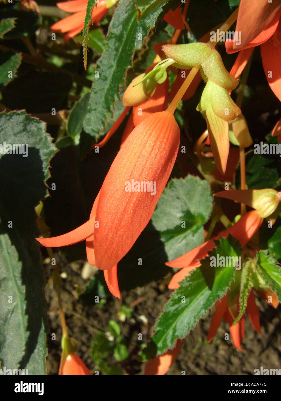Bolivian begonia (Begonia 'Bonfire', Begonia 'Bonfire', Begonia boliviensis), flower Stock Photo