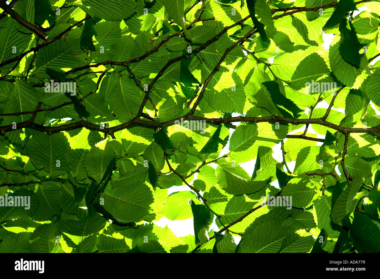Scotch elm, wych elm (Ulmus glabra, Ulmus scabra), leaves in backlight, Germany, Bavaria Stock Photo