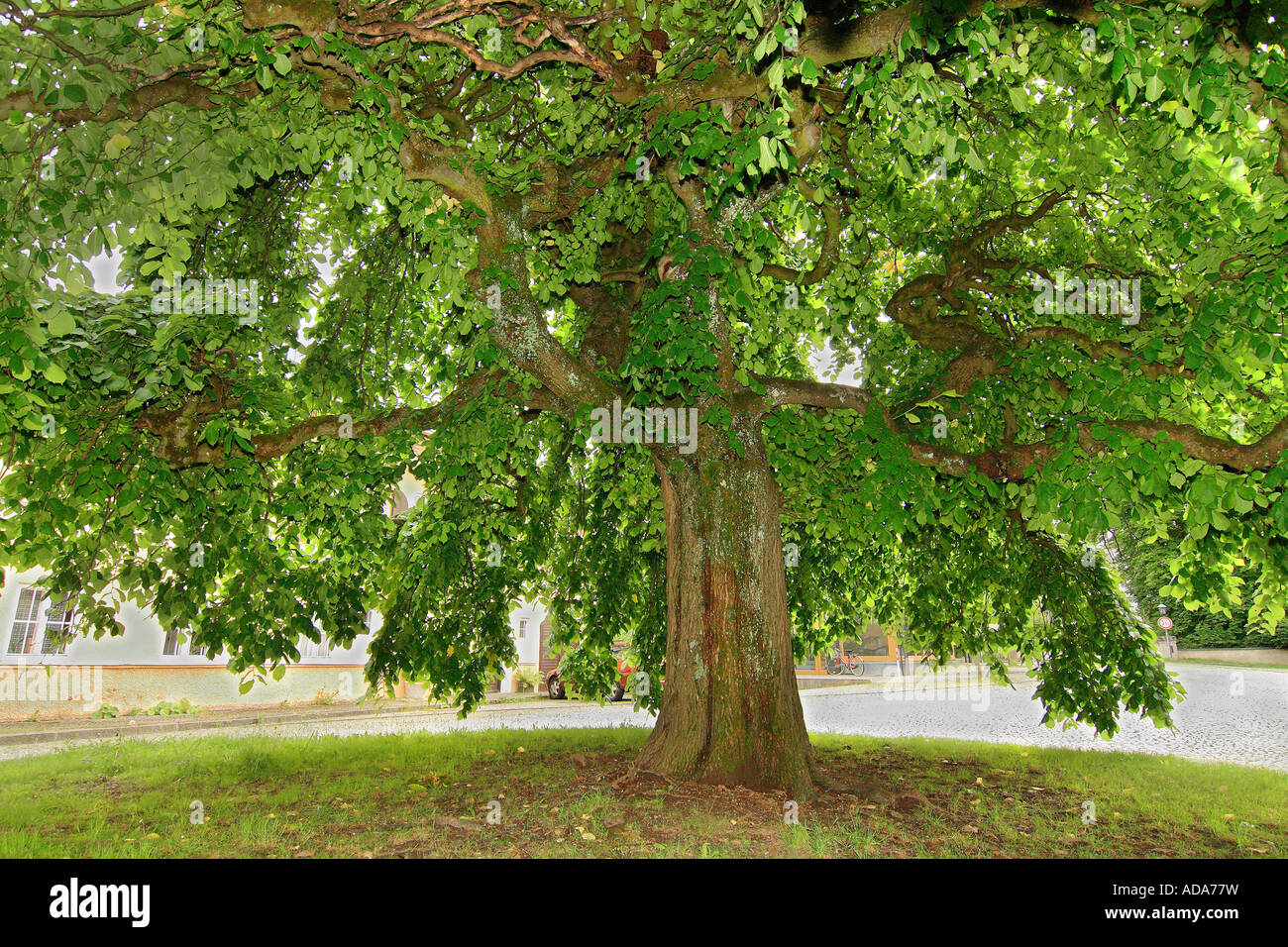 Ulmus glabra Wych Elm tree