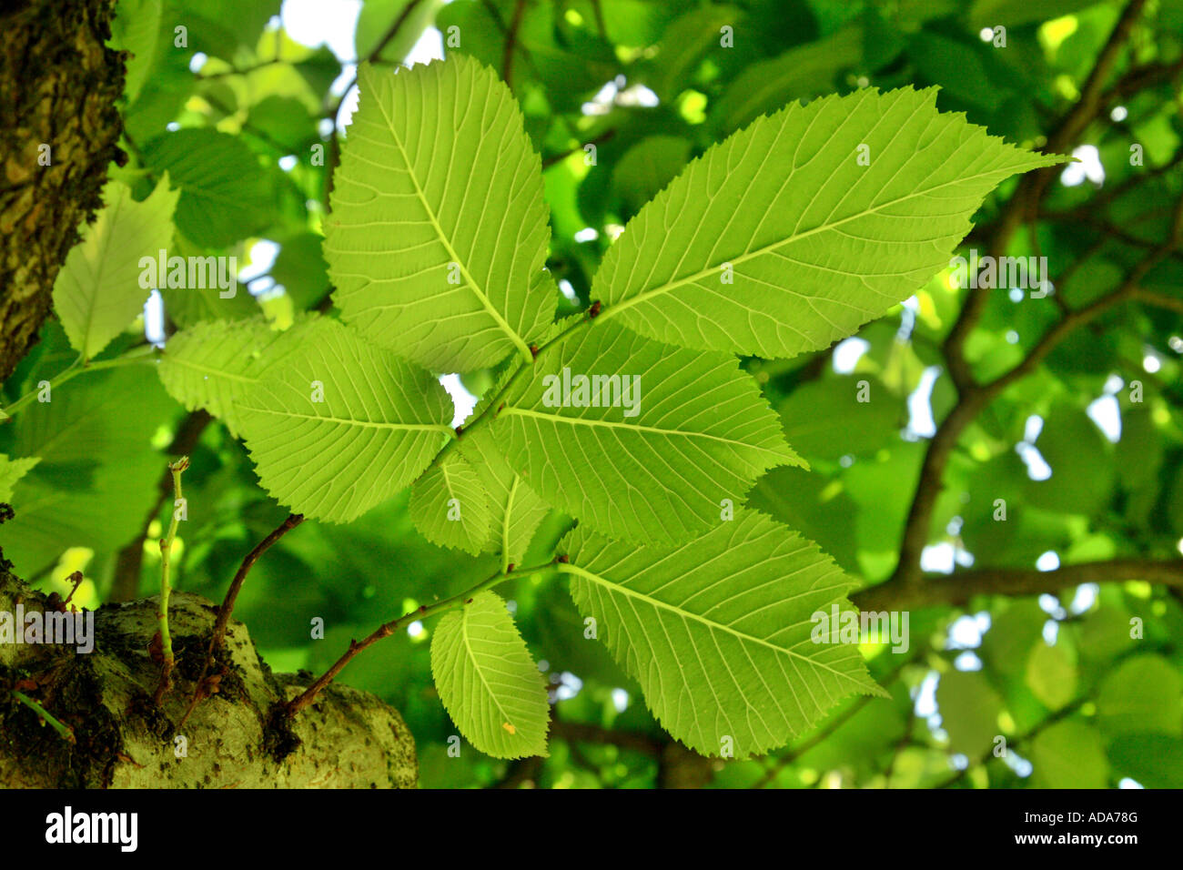 Scotch elm, wych elm (Ulmus glabra, Ulmus scabra), branch form below in backlight, Germany, Bavaria Stock Photo
