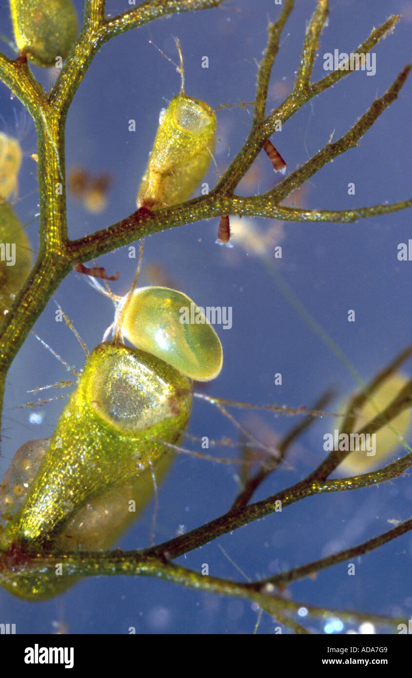 common bladderwort, greater bladderwort (Utricularia vulgaris), seed shrimp sitting in front of a bladder trap, Germany, Bavari Stock Photo