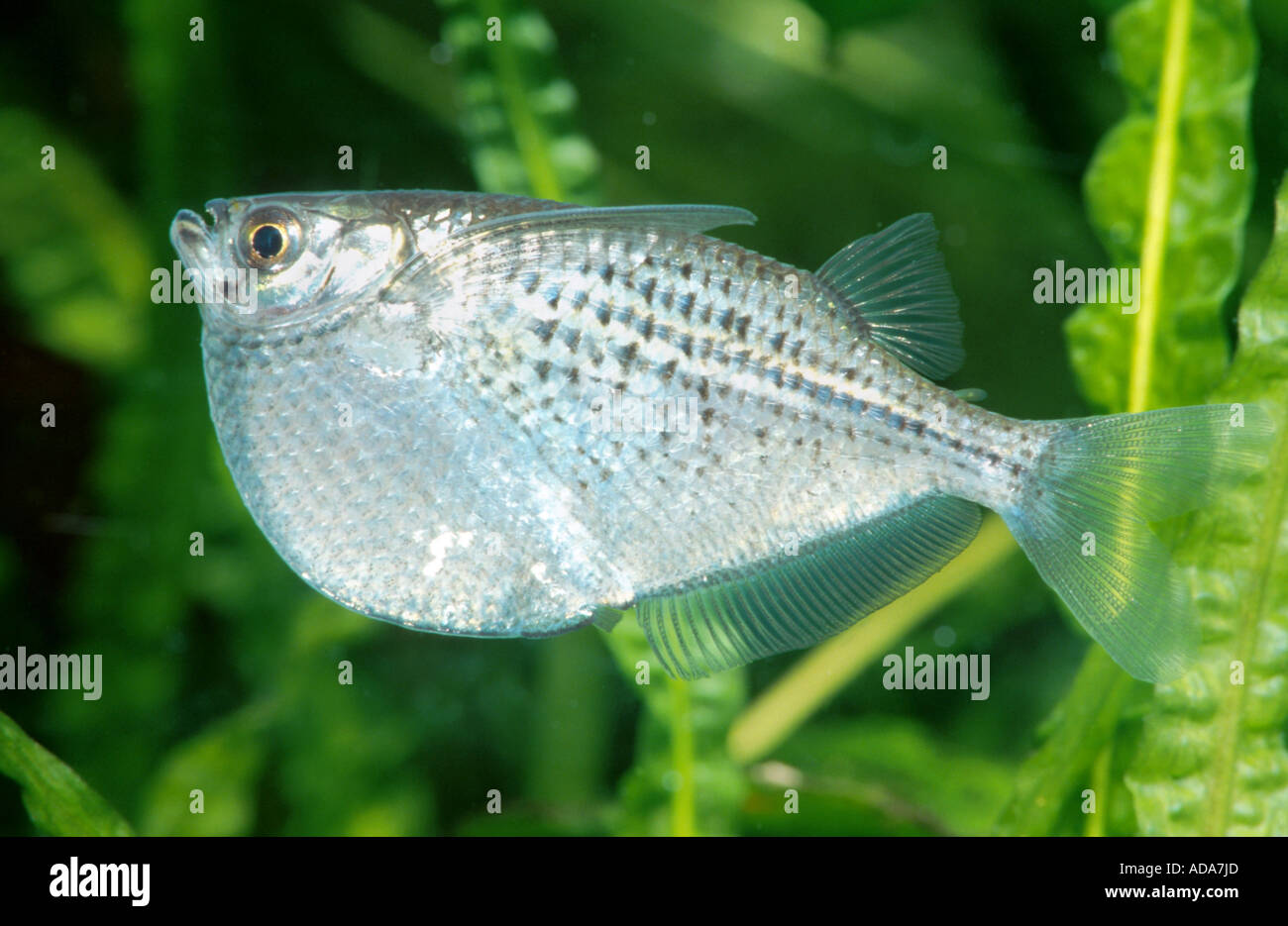 spotted hatchetfish (Gasteropelecus maculatus), swimming in front of water plants, Suriname Stock Photo