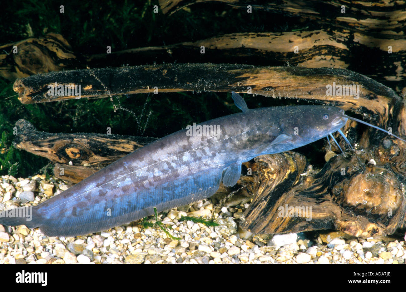 European catfish, wels, sheatfish, wels catfish (Silurus glanis), young animal on root, Germany, Bavaria Stock Photo