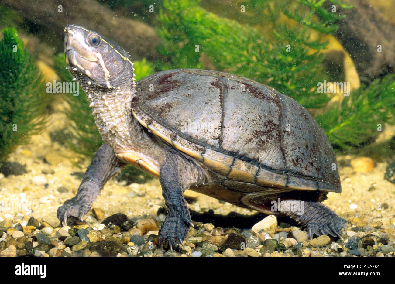 common musk turtle, stinkpot (Kinosternon odoratum, Sternotherus odoratus), underwater, Canada Stock Photo