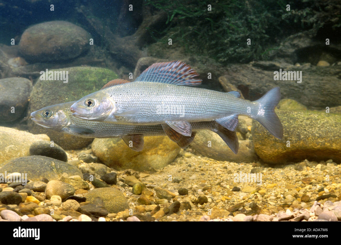 grayling (Thymallus thymallus), before spawning, Germany, Bavaria Stock Photo