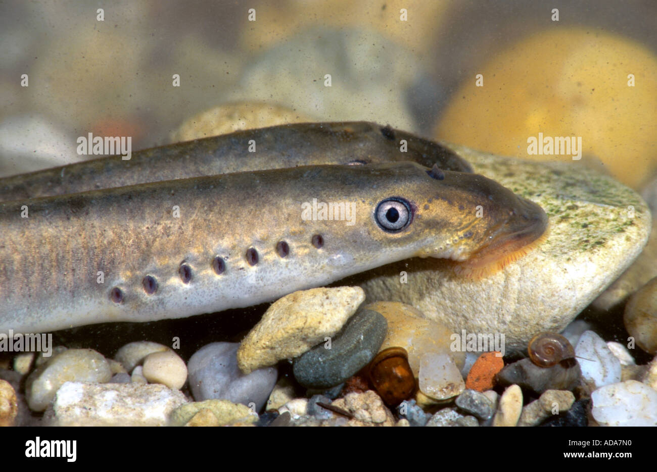 brook lamprey, European brook lamprey (Lampetra planeri), Germany, Bavaria Stock Photo