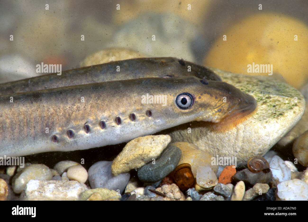 Western Brook Lamprey