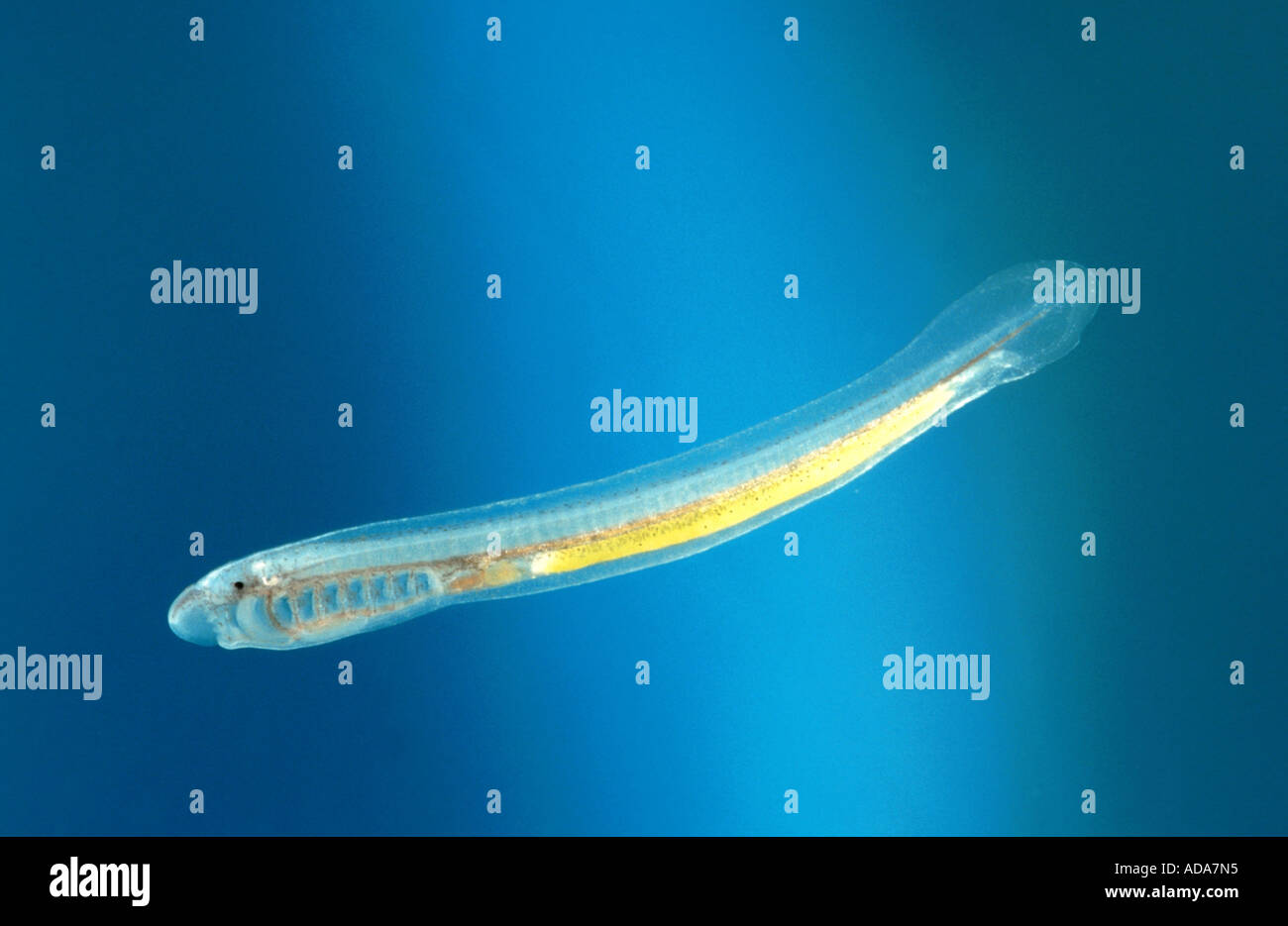brook lamprey, European brook lamprey (Lampetra planeri), larva after first feeding, Germany, Bavaria Stock Photo