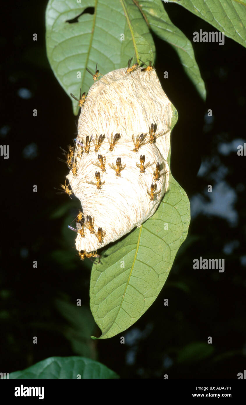 wasps, nest hanging down from a leaf, France, Kourou Stock Photo
