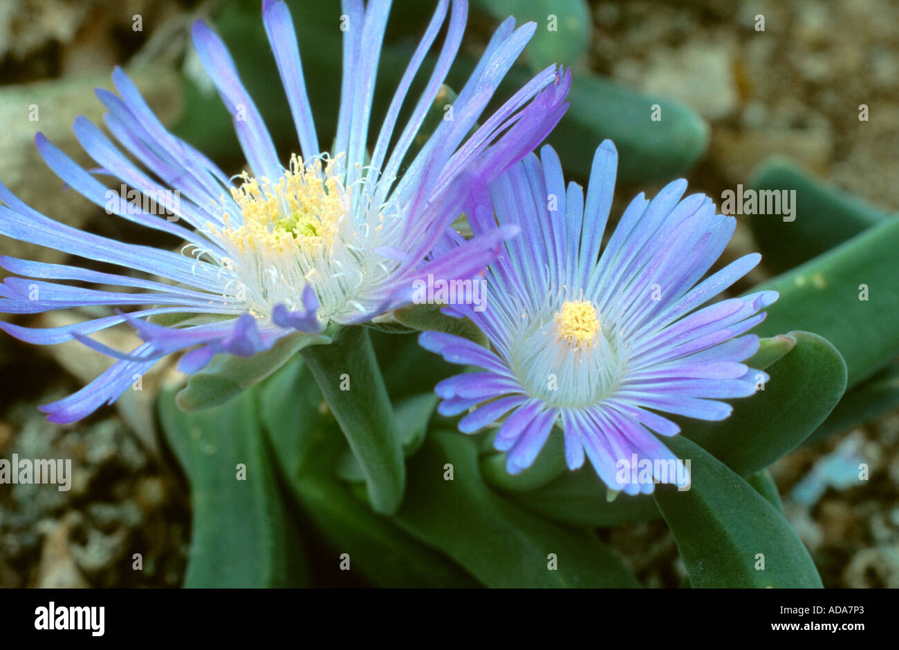 haaibekkie (Gibbaeum velutinum), blooming Stock Photo