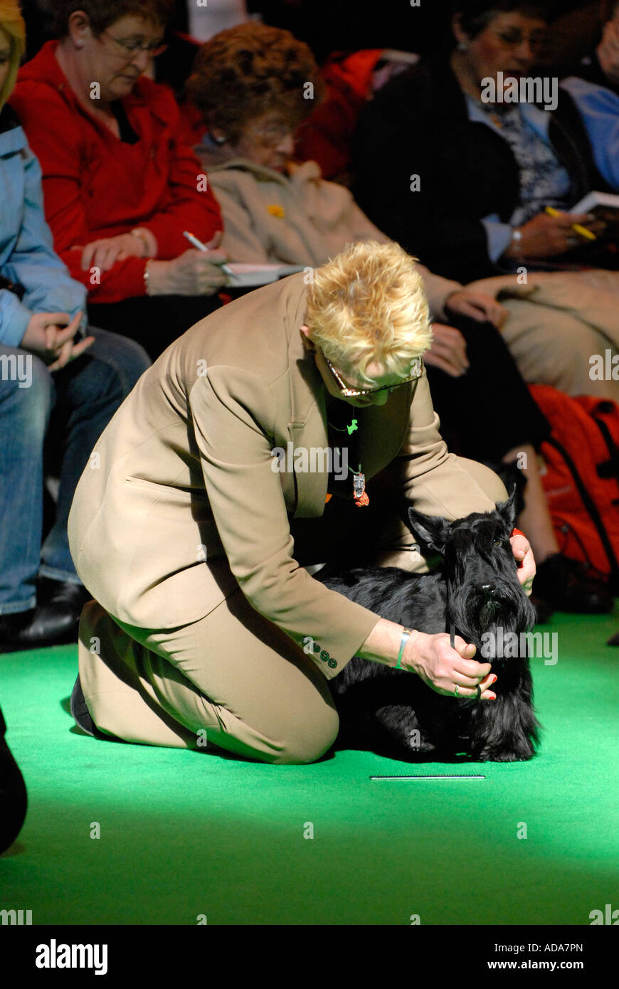 Scottish terrier in judging ring Crufts 2007 NEC Birmingham Stock Photo