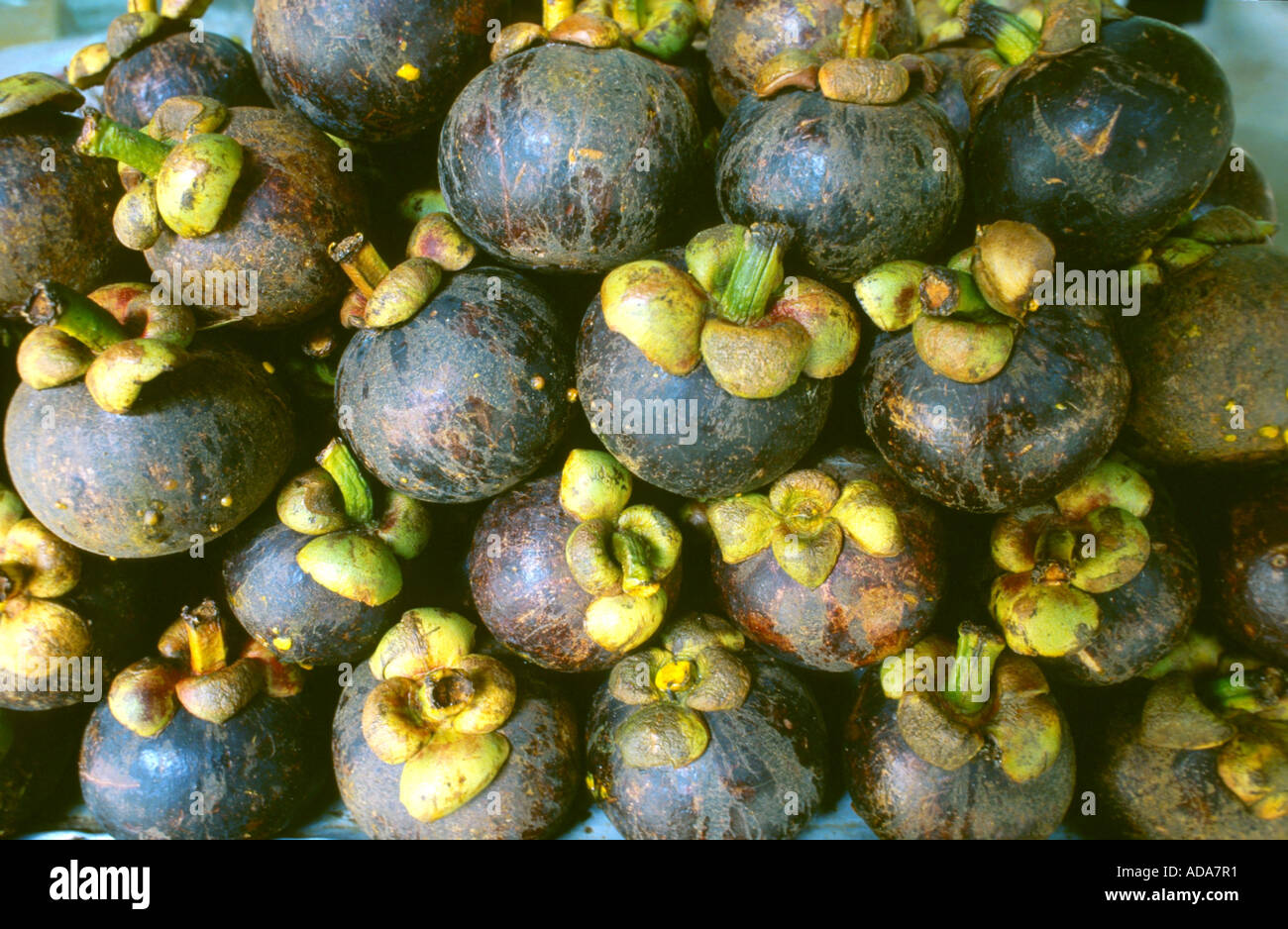 mangosteen fruit (Garcinia mangostana), fruits Stock Photo Alamy