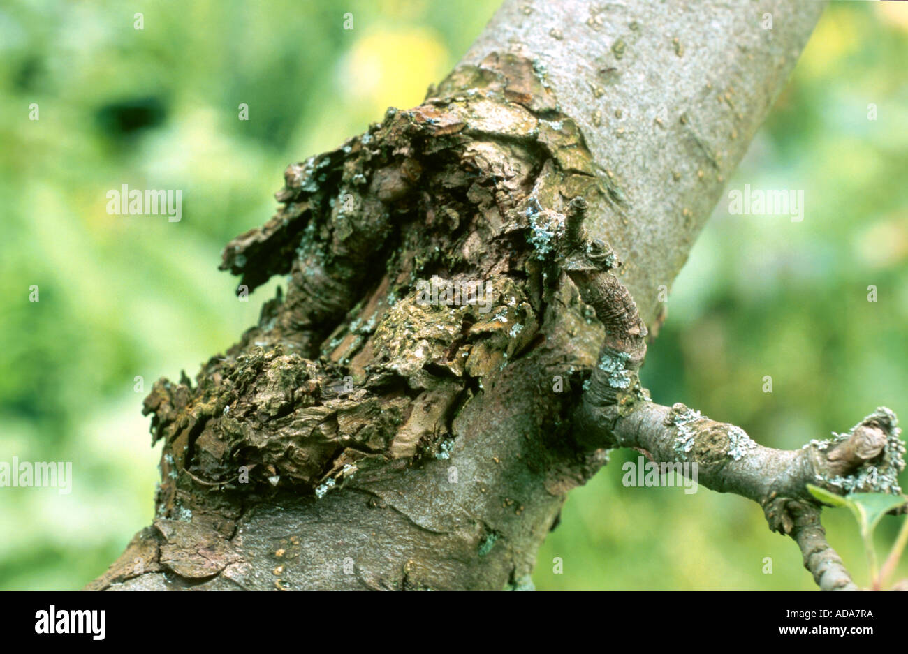 Nectria chanker (Nectria galligena), on apple tree Stock Photo