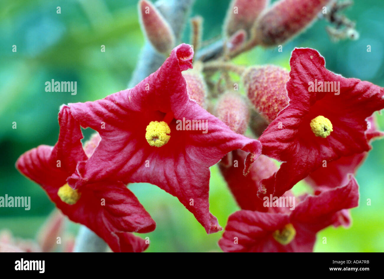 little kurrajong (Brachychiton bidwillii), blooming Stock Photo