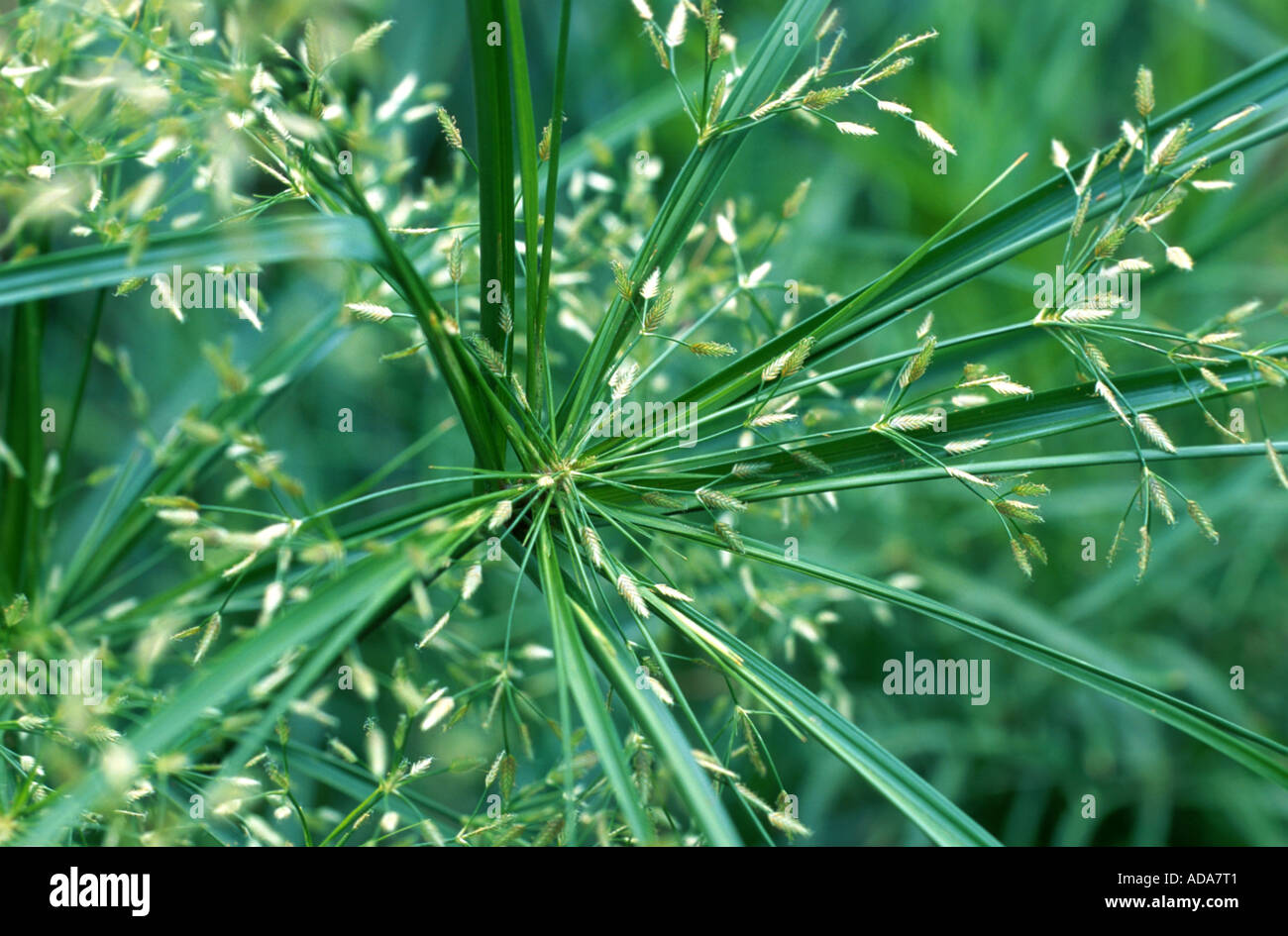 mat sedge, umbrella sedge, basket grass, rushes, emezi grass (Cyperus textilis), inflorescences Stock Photo
