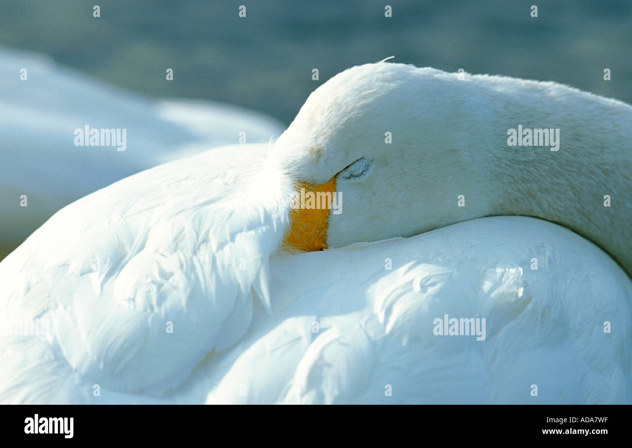 whooper swan (Cygnus cygnus), sleeping, Japan, Hokkaido Stock Photo