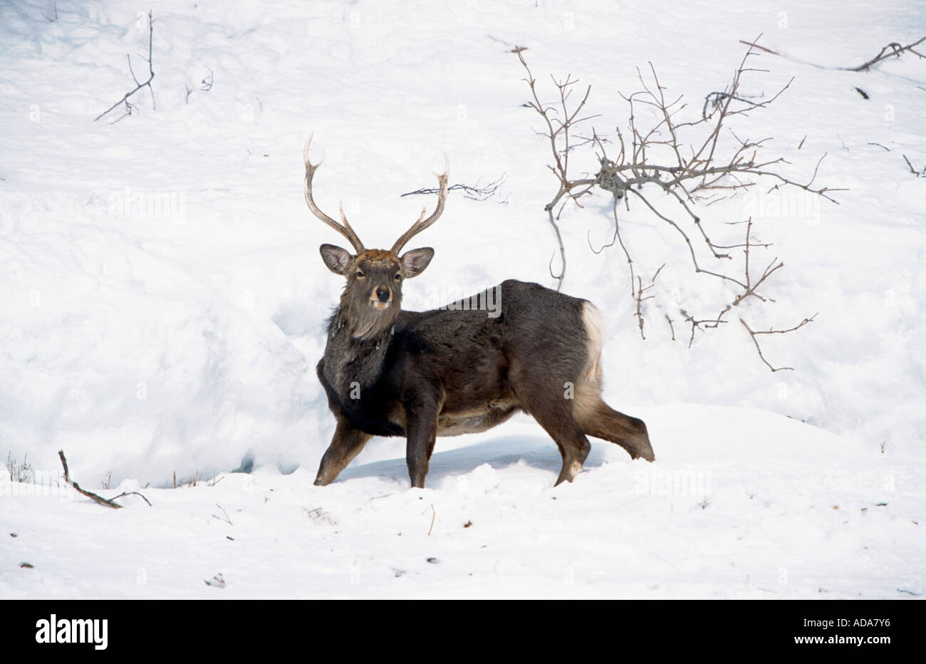 sika deer (Cervus nippon), standin in snow, Japan, Hokkaido Stock Photo
