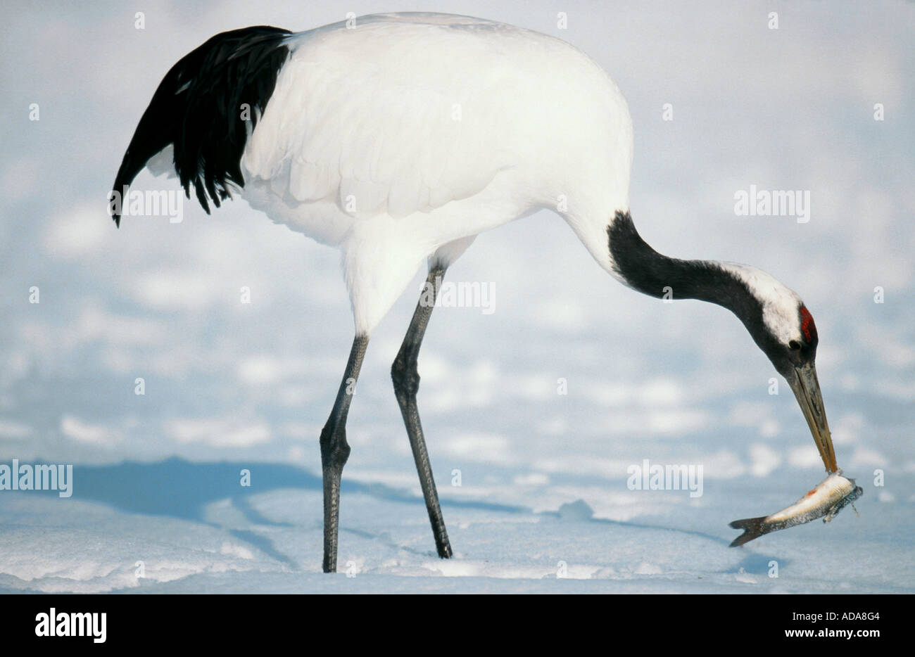 Crane Getting Fish Crane eating fish hi-res stock photography and images - Alamy